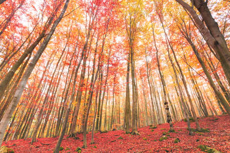 Colorful scenic autumn forest, red leaves on the groundの写真素材