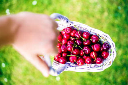 Hand hold cherry basket with grass on the backgroundの写真素材