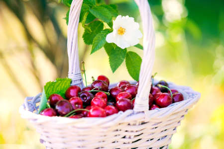Full cherry basket with flowering bush and blurred green backgroundの写真素材
