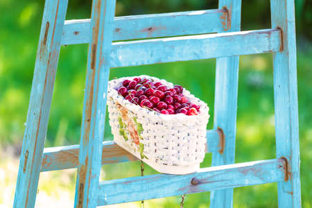 Cherry basket on the blue stepladder with green backgroundの写真素材