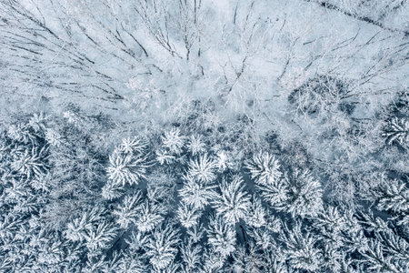 Snowy forest from above. Different trees.の写真素材