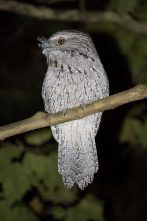 Tawny Frogmouthの写真素材