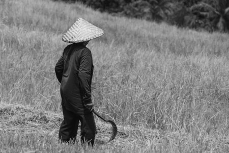 A woman working in the rice terraces of Tabanan, Bali, Indonesia.の写真素材