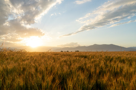 Sunset in a wheat fieldの写真素材