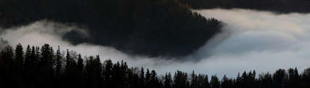 hill slope with forest trees in a veil of foggy clouds