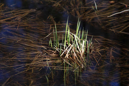 grass in shallow water at a swamp pond