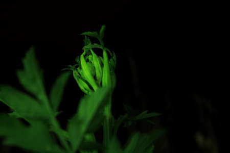 close up of a plant at night