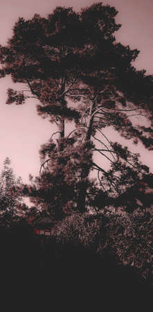 tree in late summerの写真素材