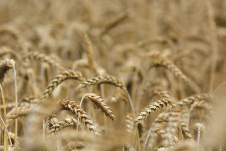 close up on a wheat fieldの写真素材