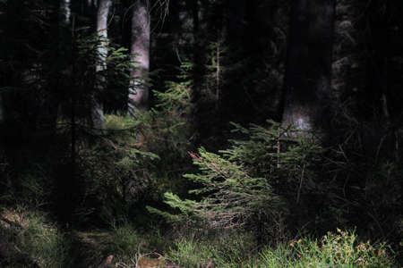 forest scenery detail
