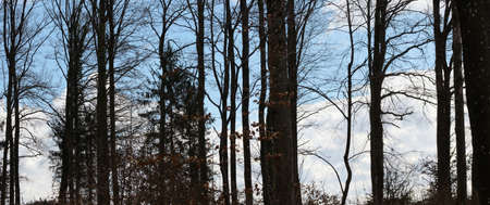 panorama with forest tree silhouettes