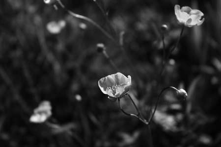 b&w flower macroの写真素材
