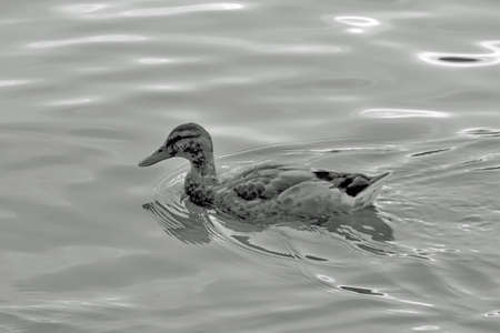 duck floating on a lake