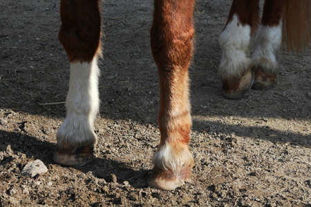 close up of hoovesの写真素材