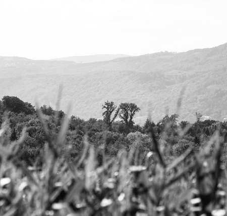 view of forest hills with corn plants in the foregroundの写真素材
