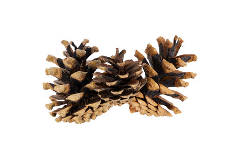 christmas pine cones isolated on whiteの写真素材