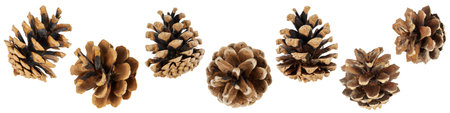 collection of christmas pine cone decoration isolated on whiteの写真素材