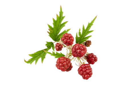 red blackberry with leaves isolated on whiteの写真素材