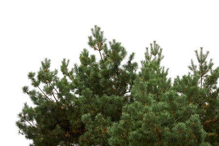 green pine tree isolated on whiteの写真素材