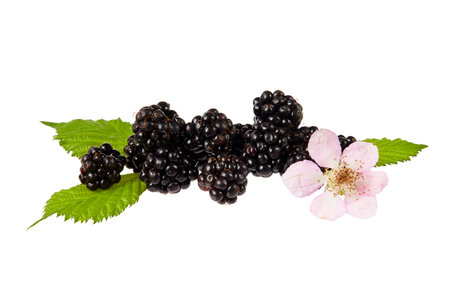 blackberry with leaves and pink white flower isolated on whiteの写真素材