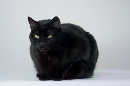 Black cat with a white backgroundの写真素材