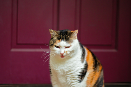 Angry calico cat showing it's teeth in front of a doorway.の写真素材