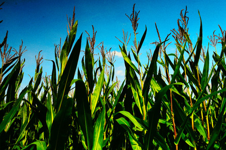Cornfield