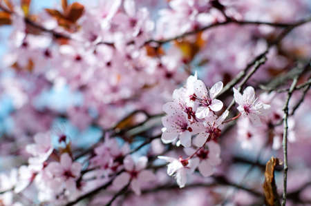 Close-up of a blooming tree.