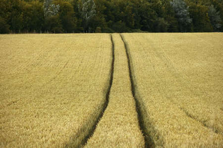 cornfield yelden village bedfordshire home counties england site of old world war two 2 us airfield...