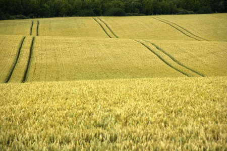cornfield yelden village bedfordshire home counties england site of old world war two 2 us airfield...