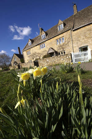 dafodills lower slaughter village the cotswolds england ukの写真素材