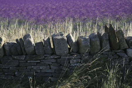 lavender fields in rows agricultural landscape ruralの写真素材