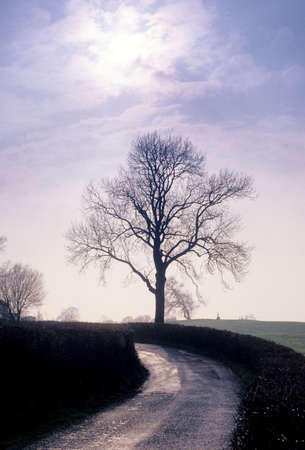road through countryside with tree and skyの写真素材