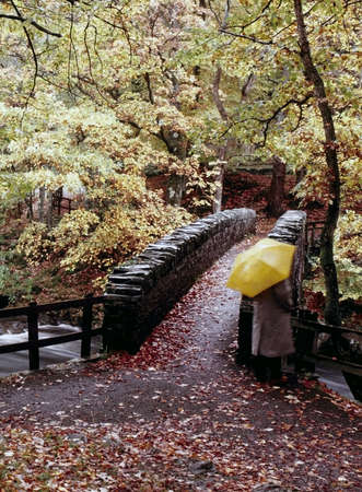 river autumn trees english lake district cumbria ukの写真素材