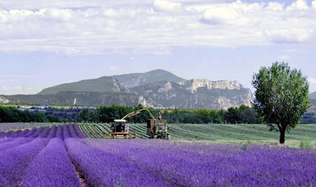 lavender fields provence france farming agriculture french europeの写真素材