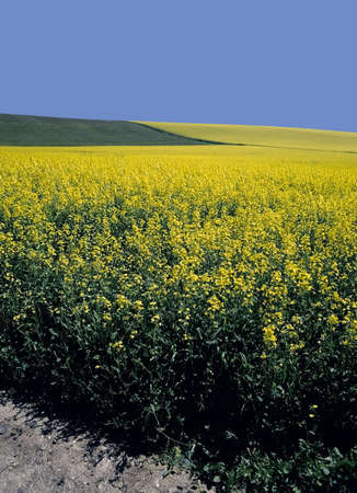 field of oil-seed rape farmland south downs england uk