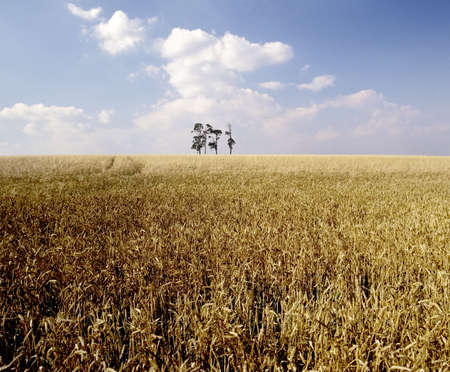 cornfield