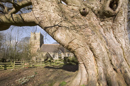 church and old tree snowdrops winterの写真素材