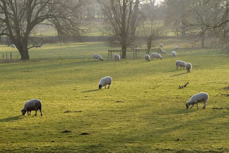 field with sheepの写真素材