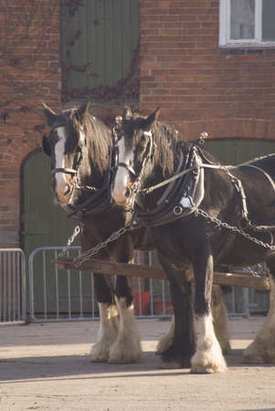 shire horses harnessの写真素材