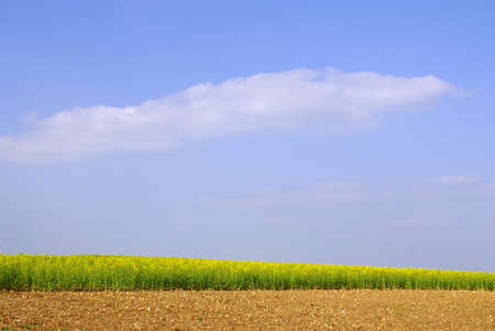 field sky crops farmland countryside