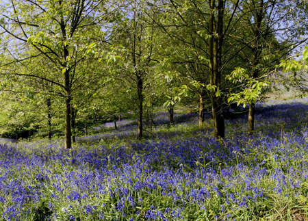 path through bluebell wood clent hills worcestershire midlands england ukの写真素材