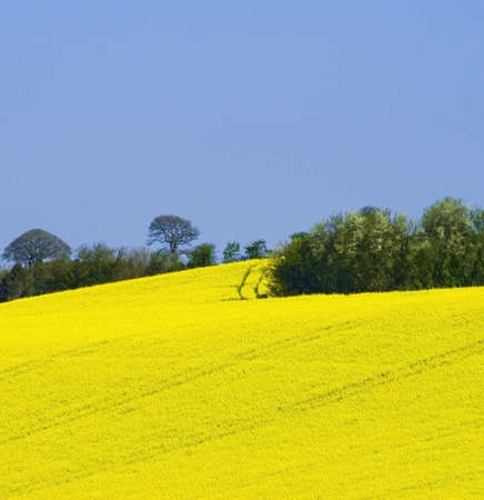 tree in field of oil seed rape farmlandの写真素材