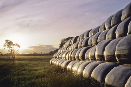 black plastic animal feed bags stored in a farmers fieldの写真素材