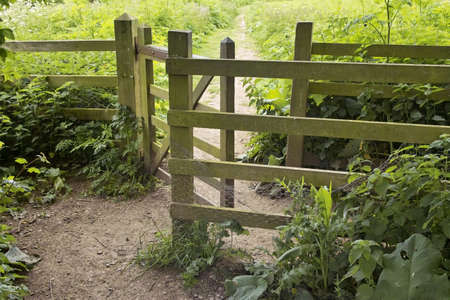 footpath through vegetationの写真素材