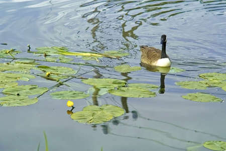 river avon stratford-upon-avon warwickshire england ukの写真素材
