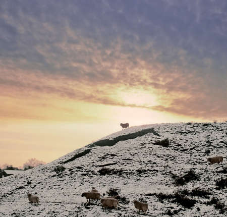 sheep on hill sunset behindの写真素材