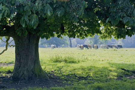 cattle in field on country estateの写真素材