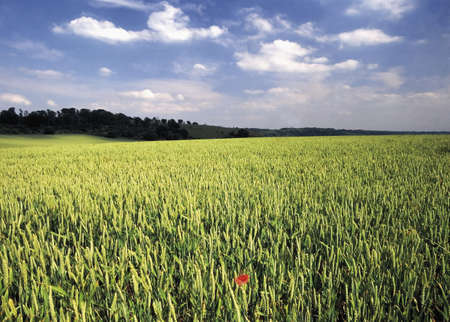 Buckinghamshire Chilterns Poppy in field of Spring Wheat. View from the Ridgeway path.