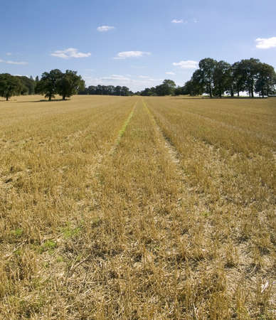 farmland empty cornfield after harvesting of arable crops